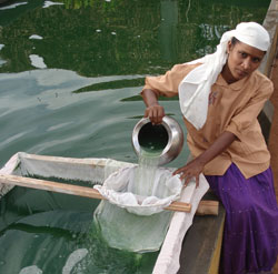 (SPIRULINA) ஸ்பைருலினா