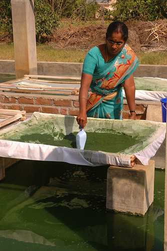 (SPIRULINA) ஸ்பைருலினா