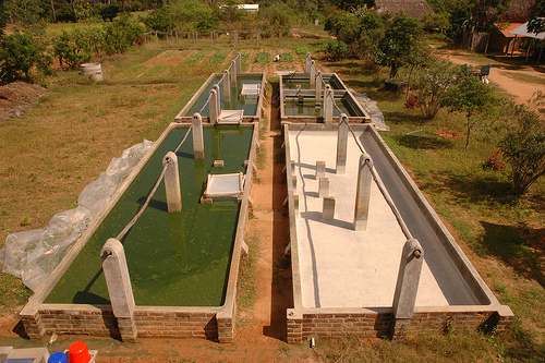 (SPIRULINA) ஸ்பைருலினா