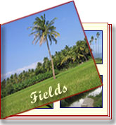 Scenery of Fields